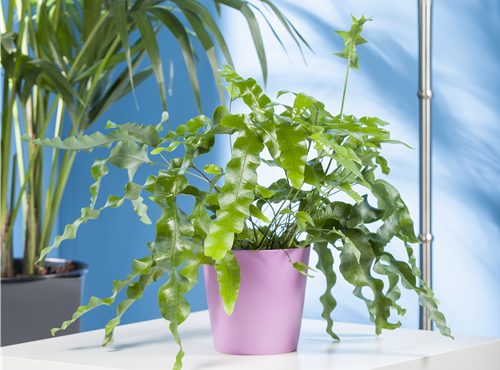 Phlebodium aureum Phlebodium aureum