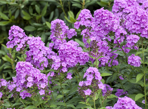 Phlox paniculata Phlox paniculata