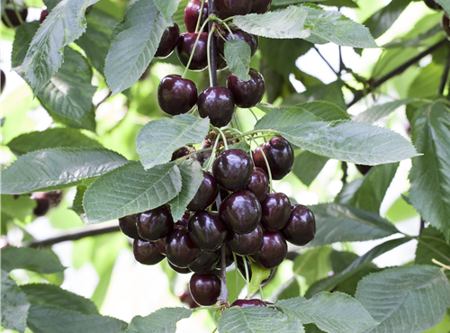 Prunus cerasus 'Schattenmorelle'