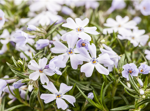 Phlox subulata Phlox subulata