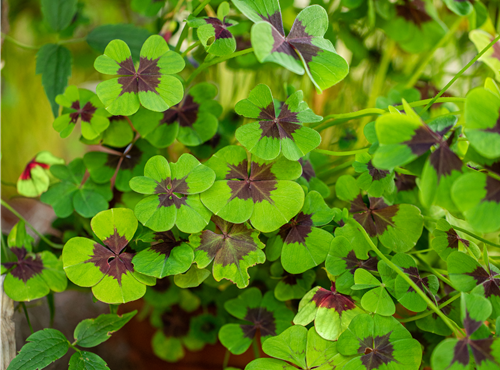 Oxalis deppei