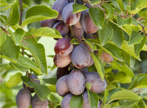 Prunus domestica subsp. domestica Prunus domestica subsp. domestica