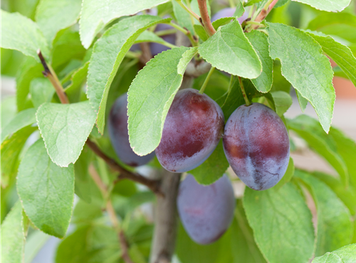 Prunus domestica subsp. domestica 'Hanita'(s) Prunus domestica subsp. domestica 'Hanita'(s)