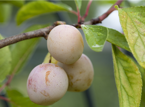 Prunus domestica subsp. syriaca Prunus domestica subsp. syriaca