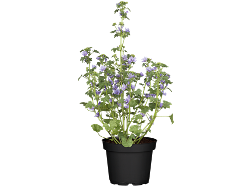 Malva sylvestris Malva sylvestris