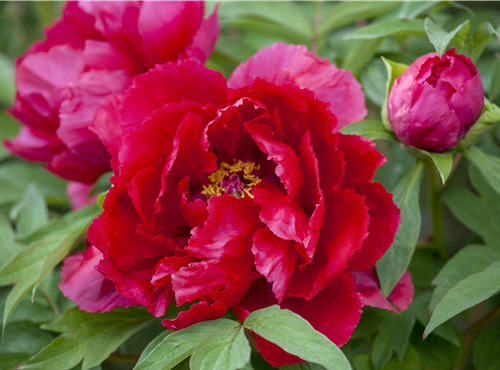 Paeonia lactiflora Paeonia lactiflora