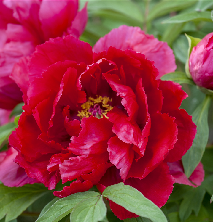 Asiatische Pfingstrose Asiatische Pfingstrose