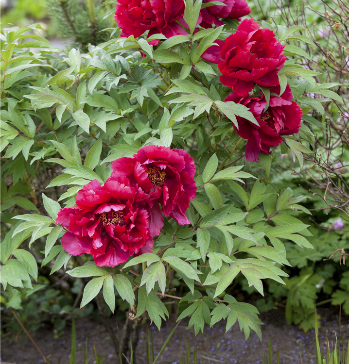 Asiatische Pfingstrose Asiatische Pfingstrose