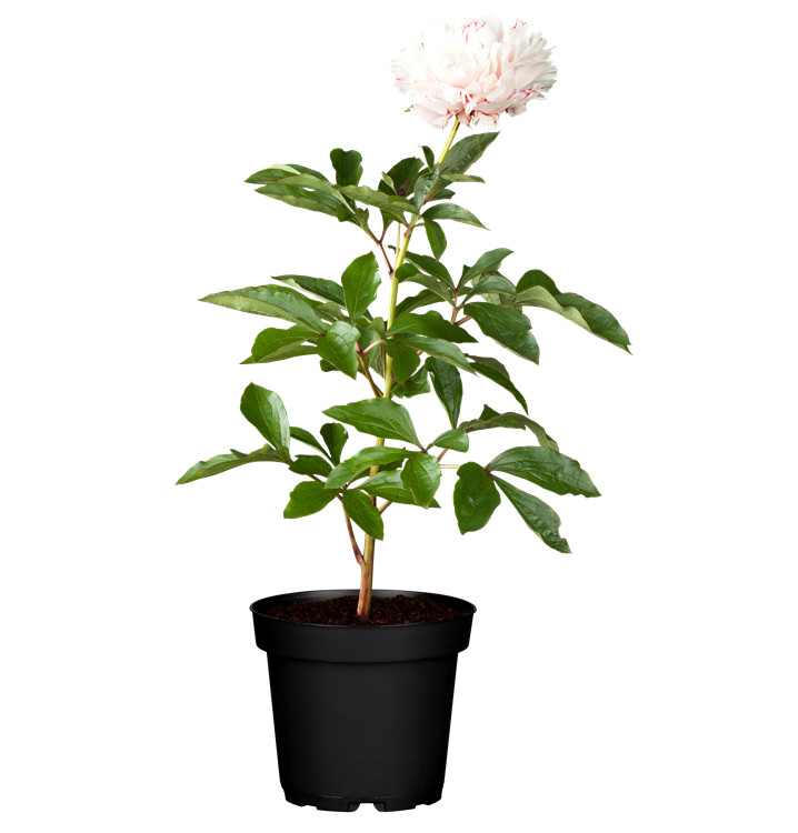 Asiatische Pfingstrose Asiatische Pfingstrose