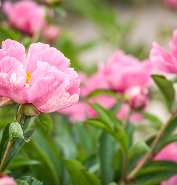 Asiatische Pfingstrose Asiatische Pfingstrose