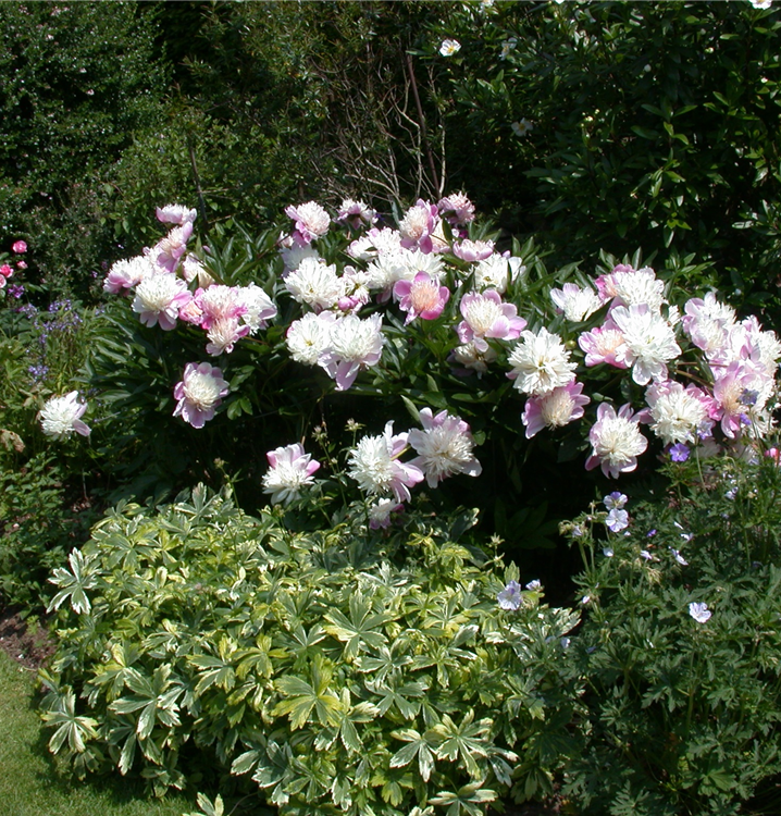 Asiatische Pfingstrose Asiatische Pfingstrose