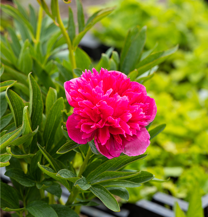 Asiatische Pfingstrose Asiatische Pfingstrose