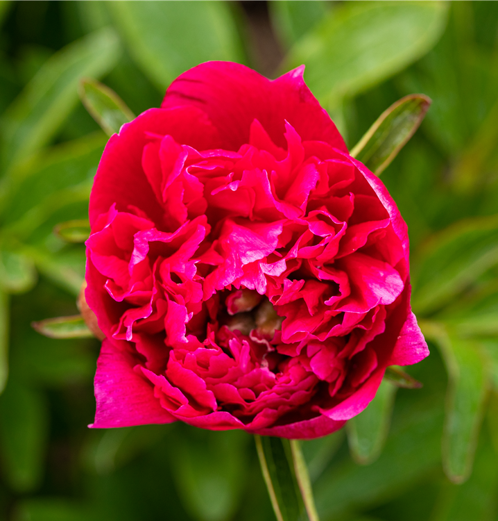 Asiatische Pfingstrose Asiatische Pfingstrose