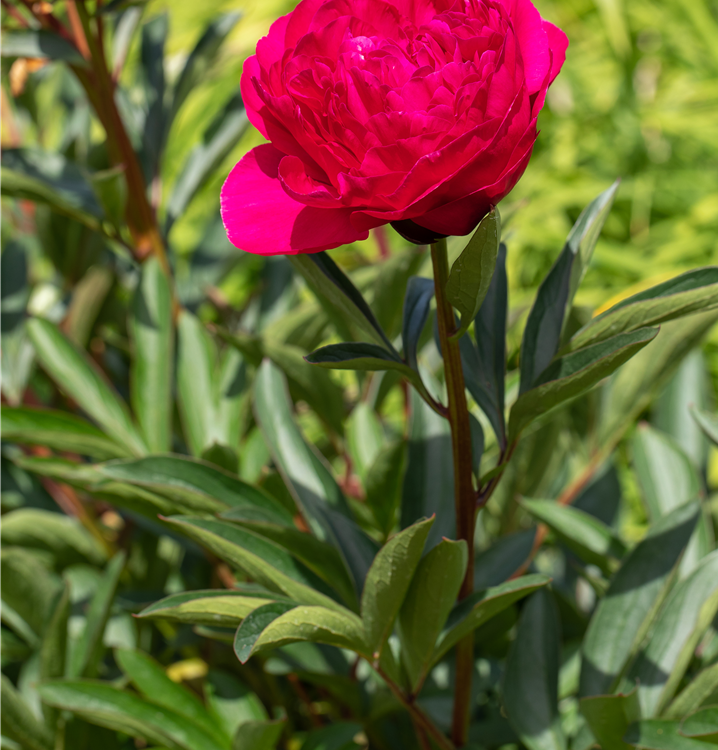 Asiatische Pfingstrose Asiatische Pfingstrose