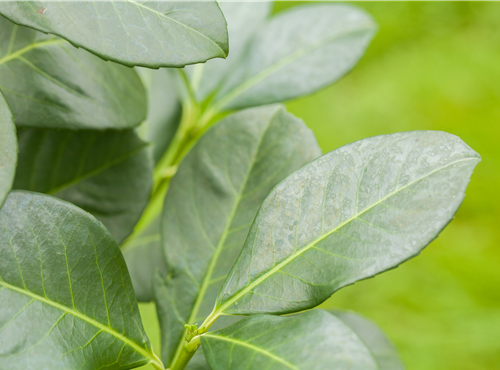 Prunus laurocerasus Prunus laurocerasus