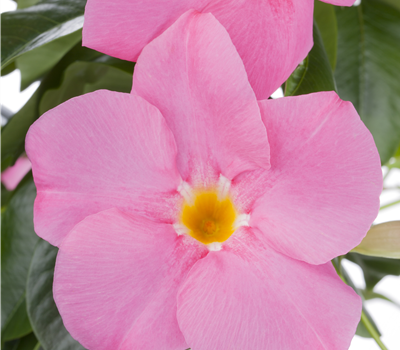 Mandevilla sanderi Mandevilla sanderi