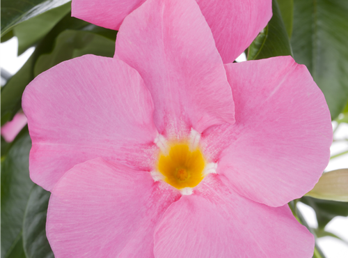 Mandevilla sanderi Mandevilla sanderi