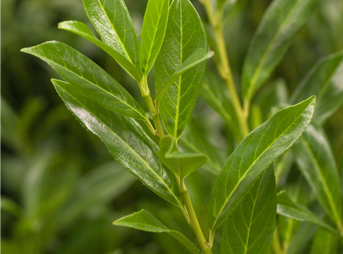 Prunus laurocerasus 'Caucasica' Prunus laurocerasus 'Caucasica'