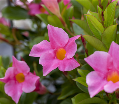 Mandevilla sanderi 'Diamantina'® Mandevilla sanderi 'Diamantina'®