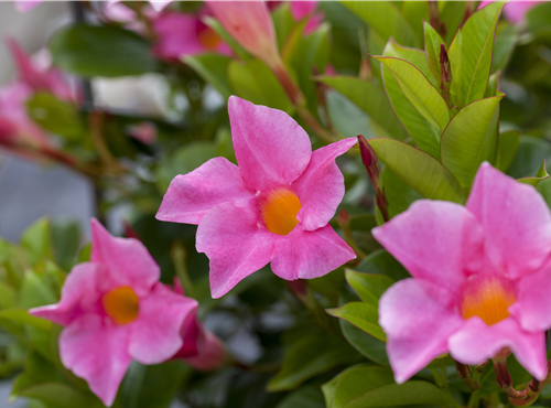 Mandevilla sanderi 'Diamantina'® Mandevilla sanderi 'Diamantina'®