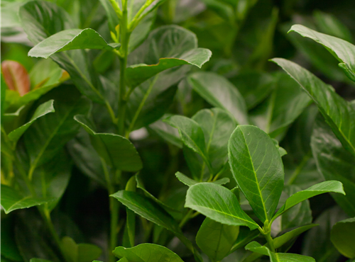 Prunus laurocerasus 'Etna'® Prunus laurocerasus 'Etna'®