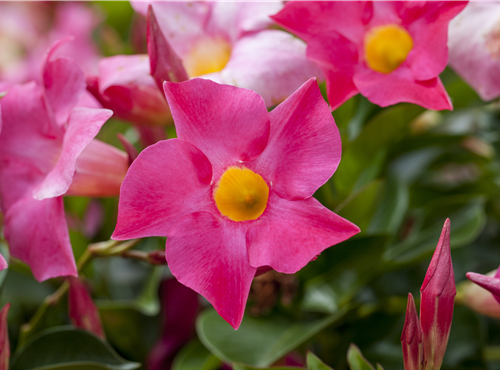 Mandevilla sanderi 'Sundaville'® Mandevilla sanderi 'Sundaville'®