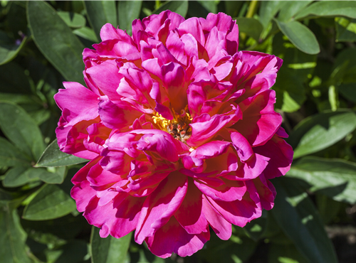 Paeonia x suffruticosa Paeonia x suffruticosa