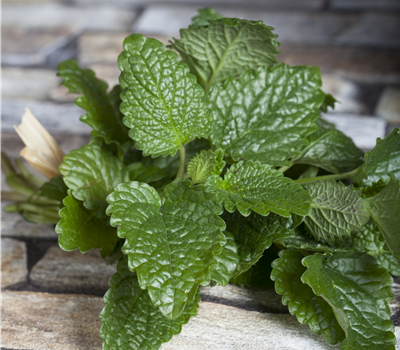 Melissa officinalis Melissa officinalis