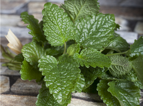 Melissa officinalis Melissa officinalis