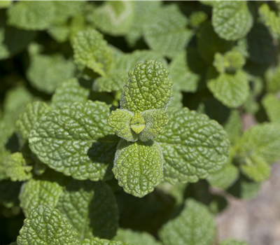 Mentha species Mentha species
