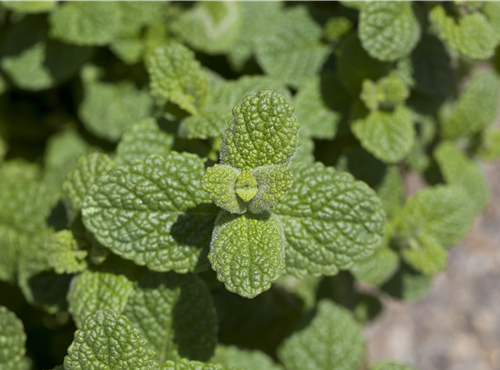 Mentha species Mentha species