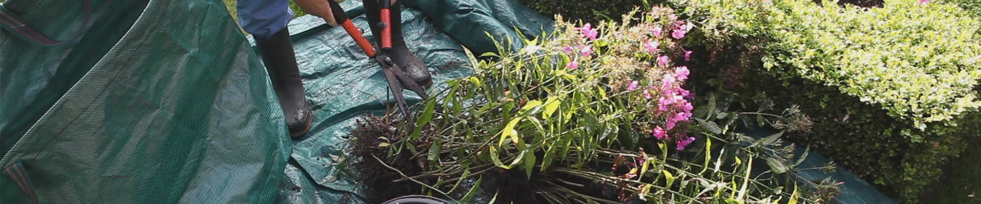 Phlox - Teilen und Vermehren (thumbnail)