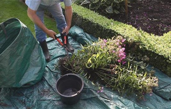 Phlox - Teilen und Vermehren Phlox - Teilen und Vermehren