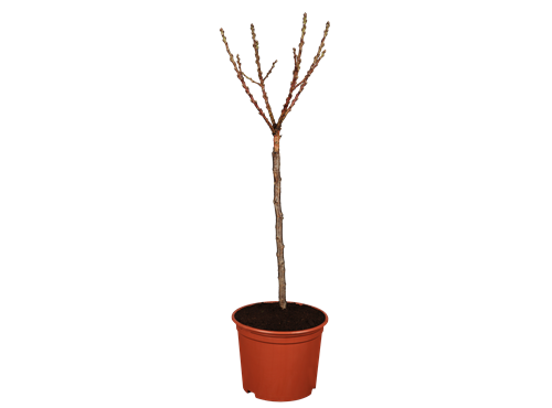 Prunus persica var. persica Prunus persica var. persica