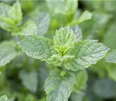 Mentha spicata 'Maroccan' Mentha spicata 'Maroccan'
