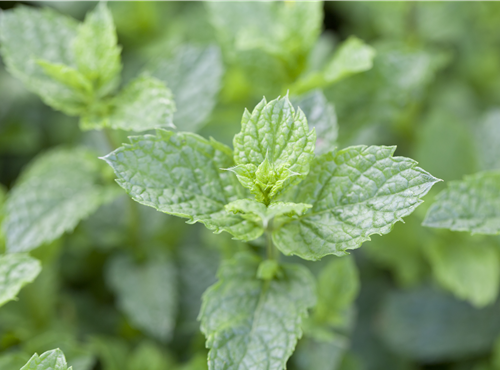 Mentha spicata 'Maroccan' Mentha spicata 'Maroccan'