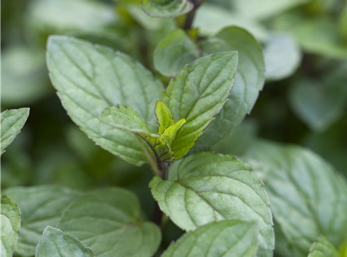Mentha x piperita 'Chocolate' Mentha x piperita 'Chocolate'