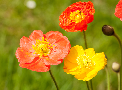 Papaver nudicaule Papaver nudicaule