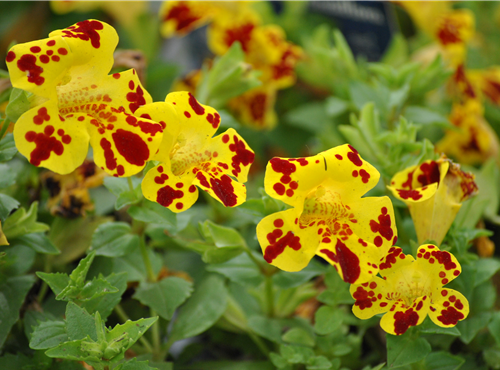 Mimulus x hybrida Mimulus x hybrida