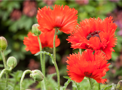 Papaver orientale Papaver orientale