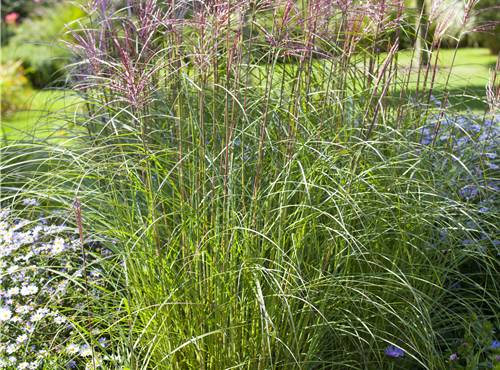 Miscanthus sinensis Miscanthus sinensis