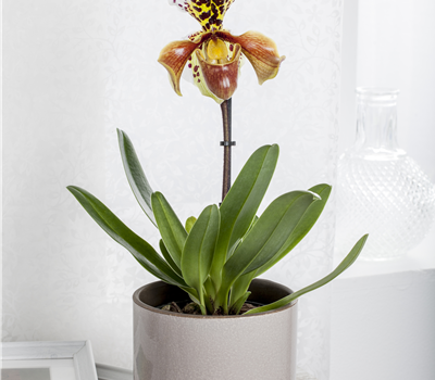 Paphiopedilum Paphiopedilum