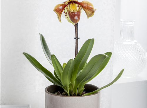 Paphiopedilum Paphiopedilum