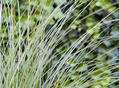 Miscanthus sinensis 'Gracillimus' Miscanthus sinensis 'Gracillimus'