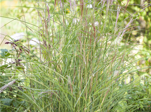 Miscanthus sinensis 'Kleine Fontäne' Miscanthus sinensis 'Kleine Fontäne'