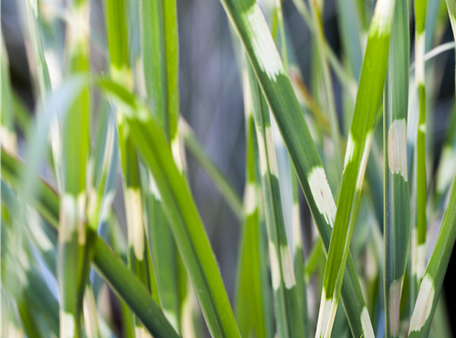 Miscanthus sinensis 'Strictus' Miscanthus sinensis 'Strictus'