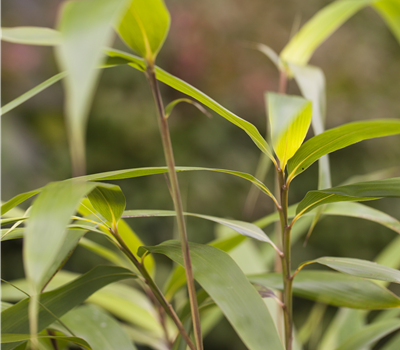 Pseudosasa japonica Pseudosasa japonica