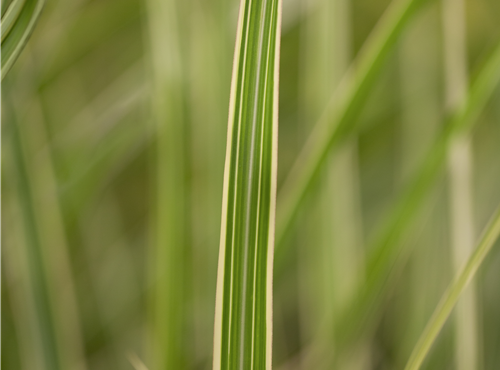 Miscanthus sinensis 'Variegatus' Miscanthus sinensis 'Variegatus'