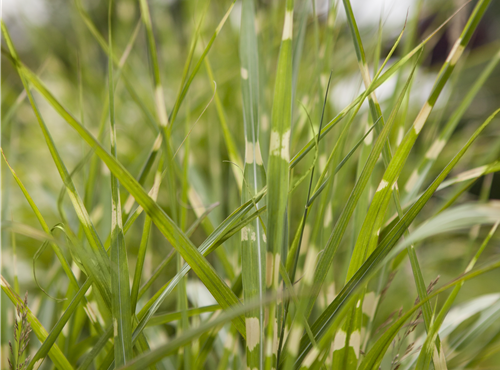 Miscanthus sinensis 'Zebrinus' Miscanthus sinensis 'Zebrinus'