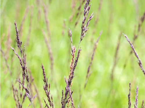 Molinia caerulea Molinia caerulea